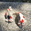 Coy Koi