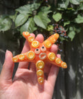 Shocked Starfish